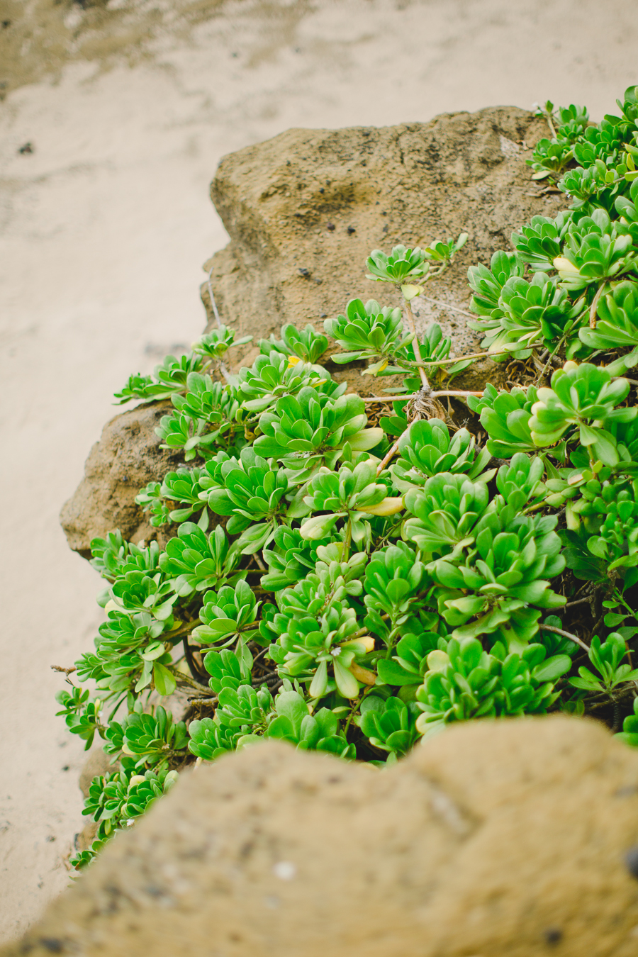 Hawaii Beach Wedding Film