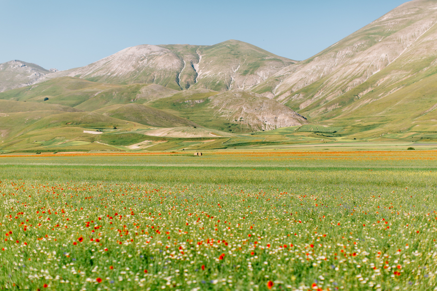 The Flowering of Castelluccio di Norcia Film