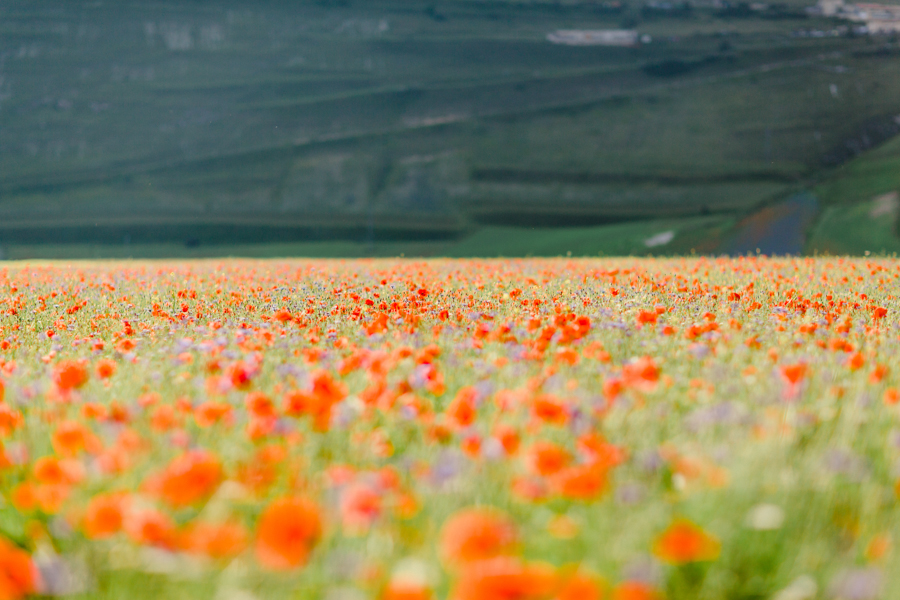 The Flowering of Castelluccio di Norcia Film