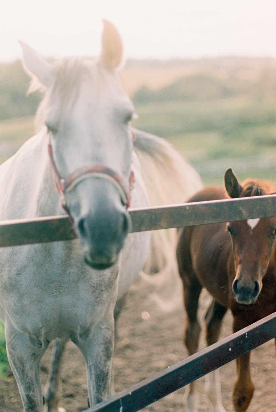 Rustic wedding with horses and owl in Dobromysli Film