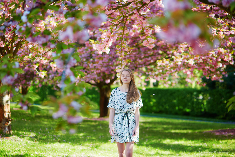 Cherry blossom in Sceaux