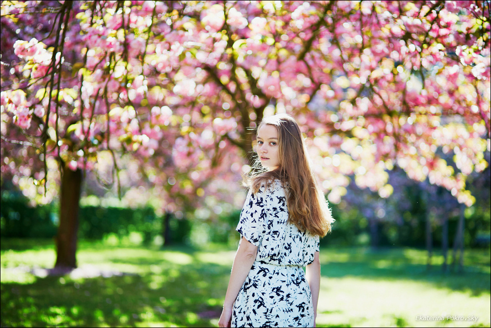 Cherry blossom in Sceaux