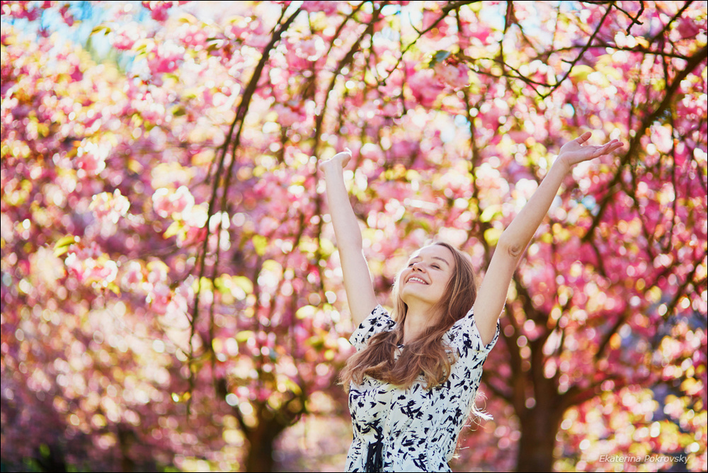 Cherry blossom in Sceaux