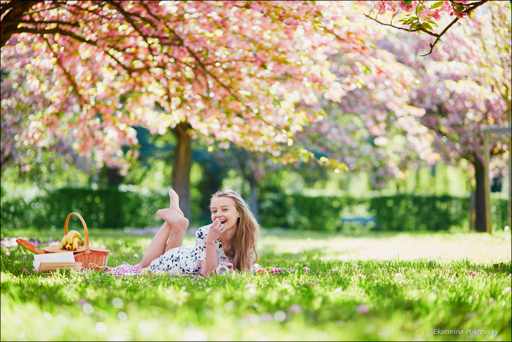 Cherry blossom in Sceaux