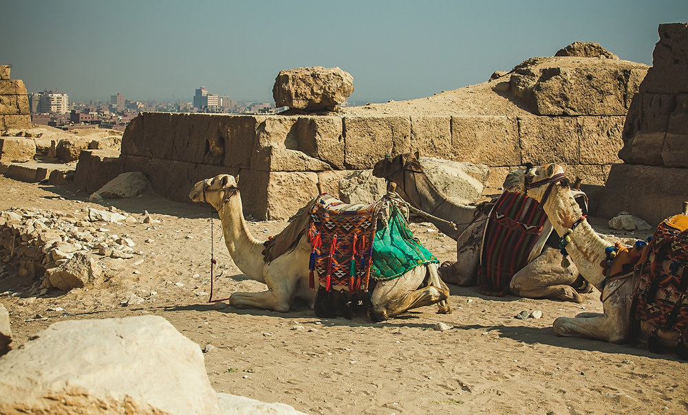 Egypt, Cairo, desert 2012