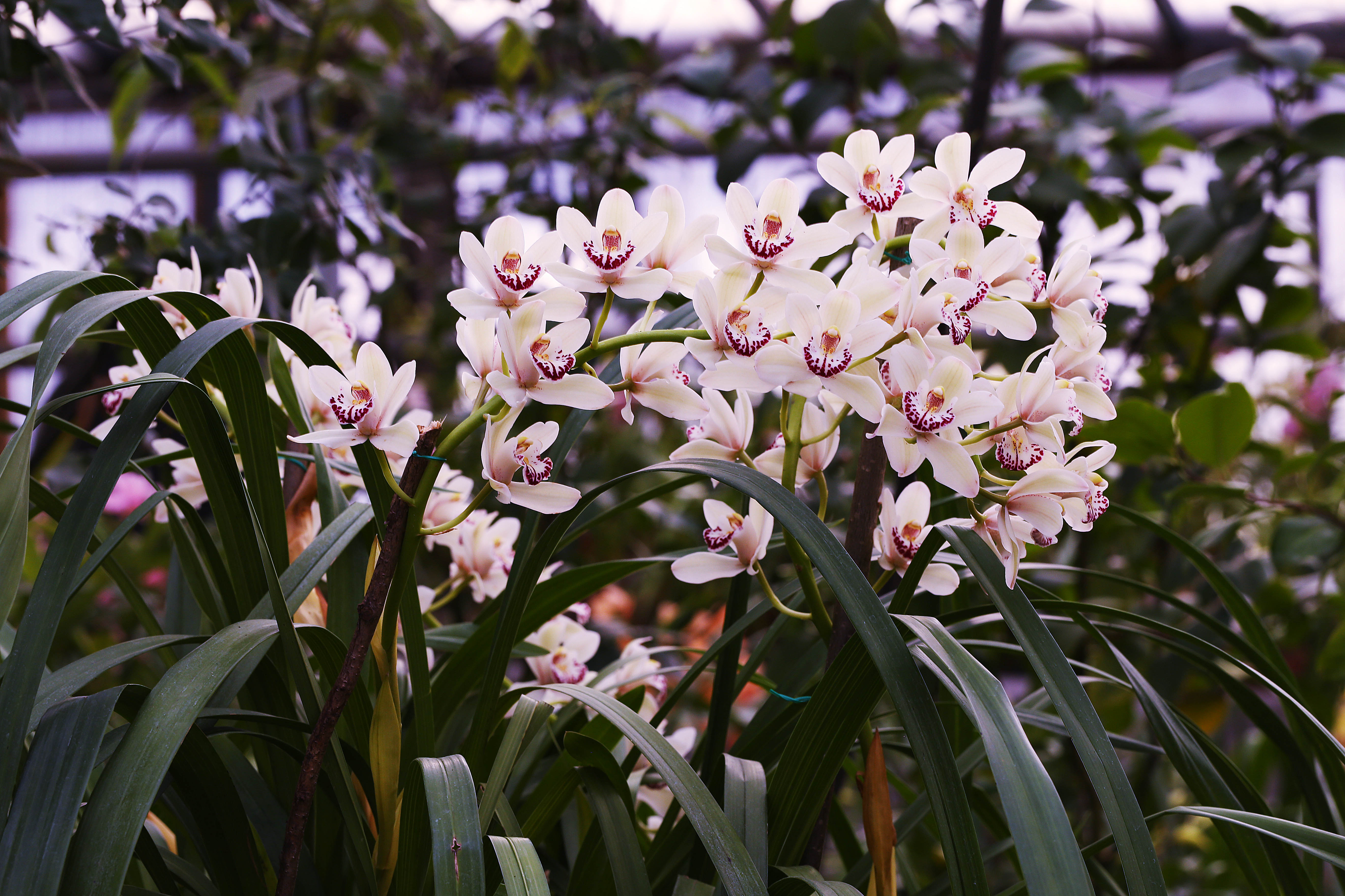 Японская Орхидея