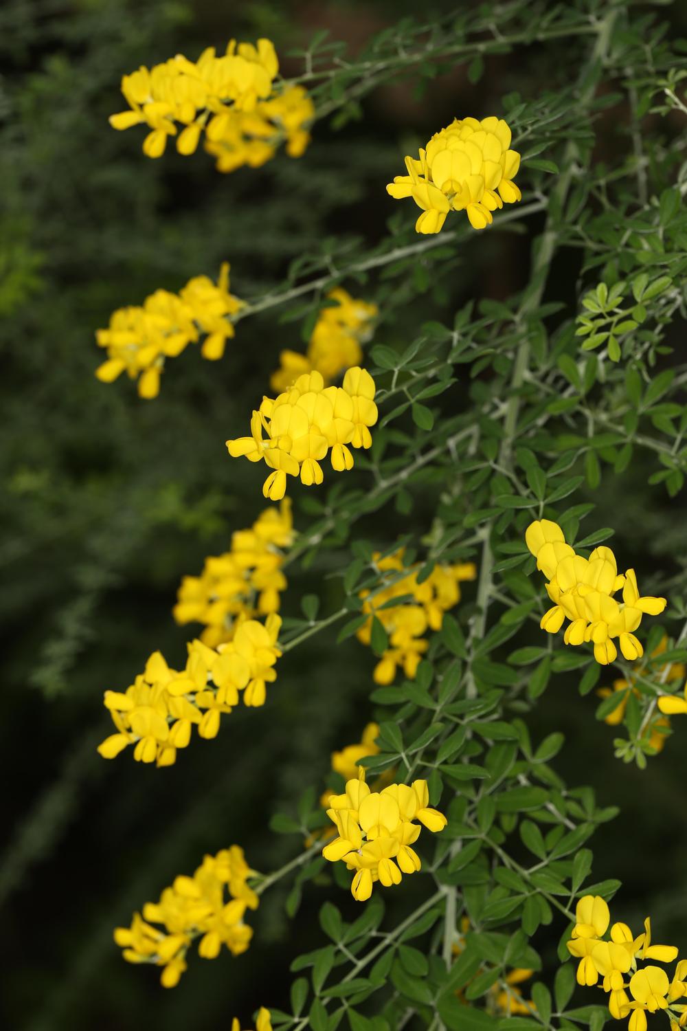 Новая оранжерея