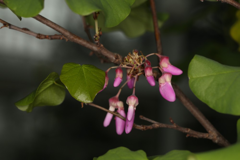 Новая оранжерея