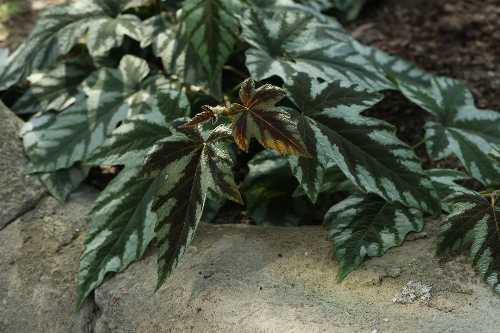 Новая оранжерея