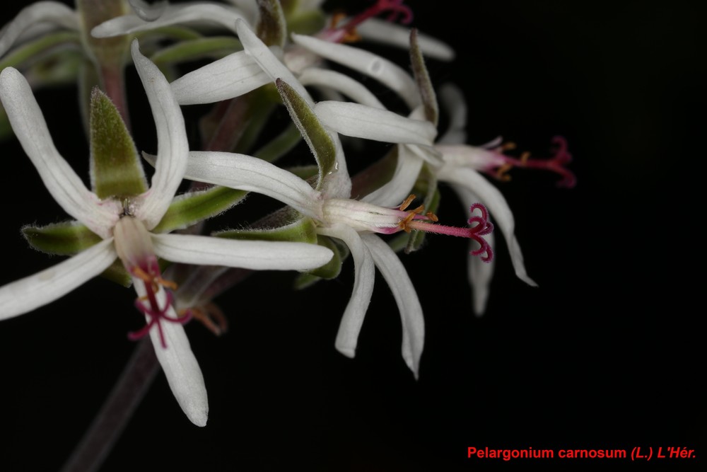 пеларгонии - род Pelargonium