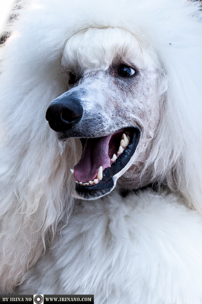 Reportage - Woofstock 2013. Toronto