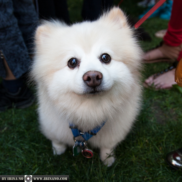 Reportage - Woofstock 2013. Toronto