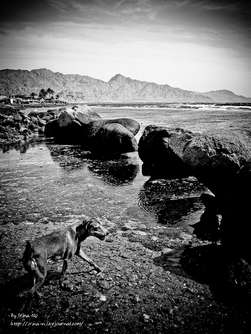 Travel - Egypt. Dahab