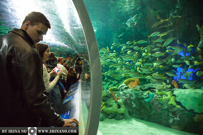 Reportage - Ripley`s Aquarium of Toronto