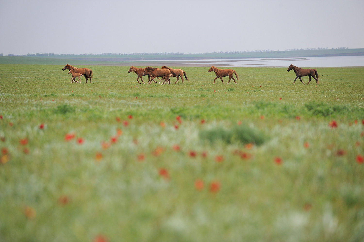 Донские кони в степи Ростовской области