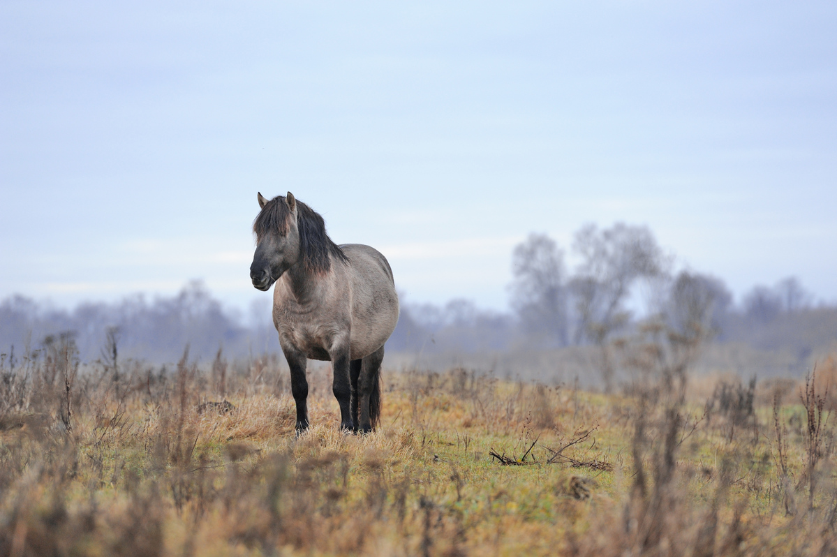 Дикие лошади Коник Польски, Латвия