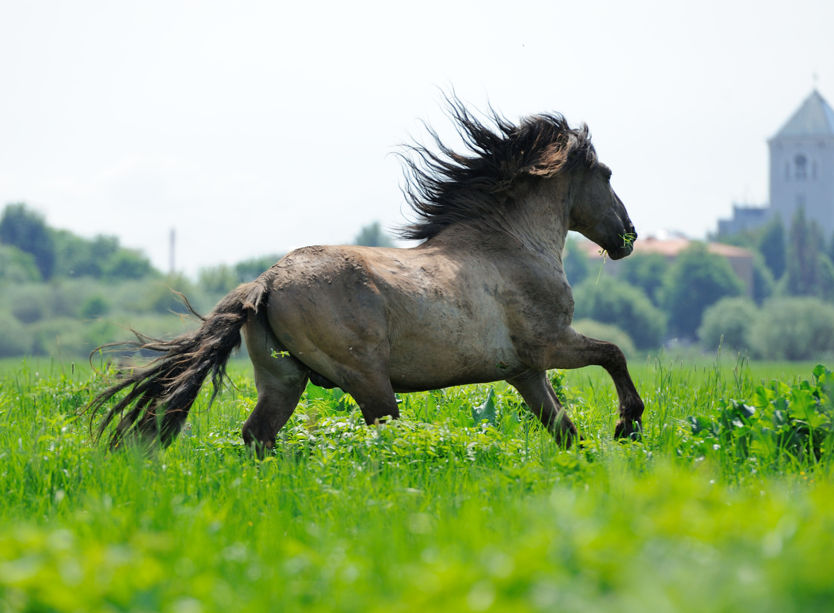 Дикие лошади Коник Польски, Латвия
