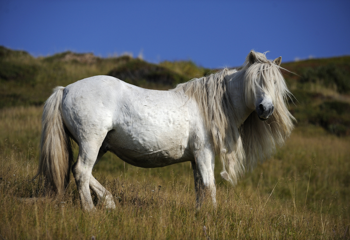 Дикие якутские лошади