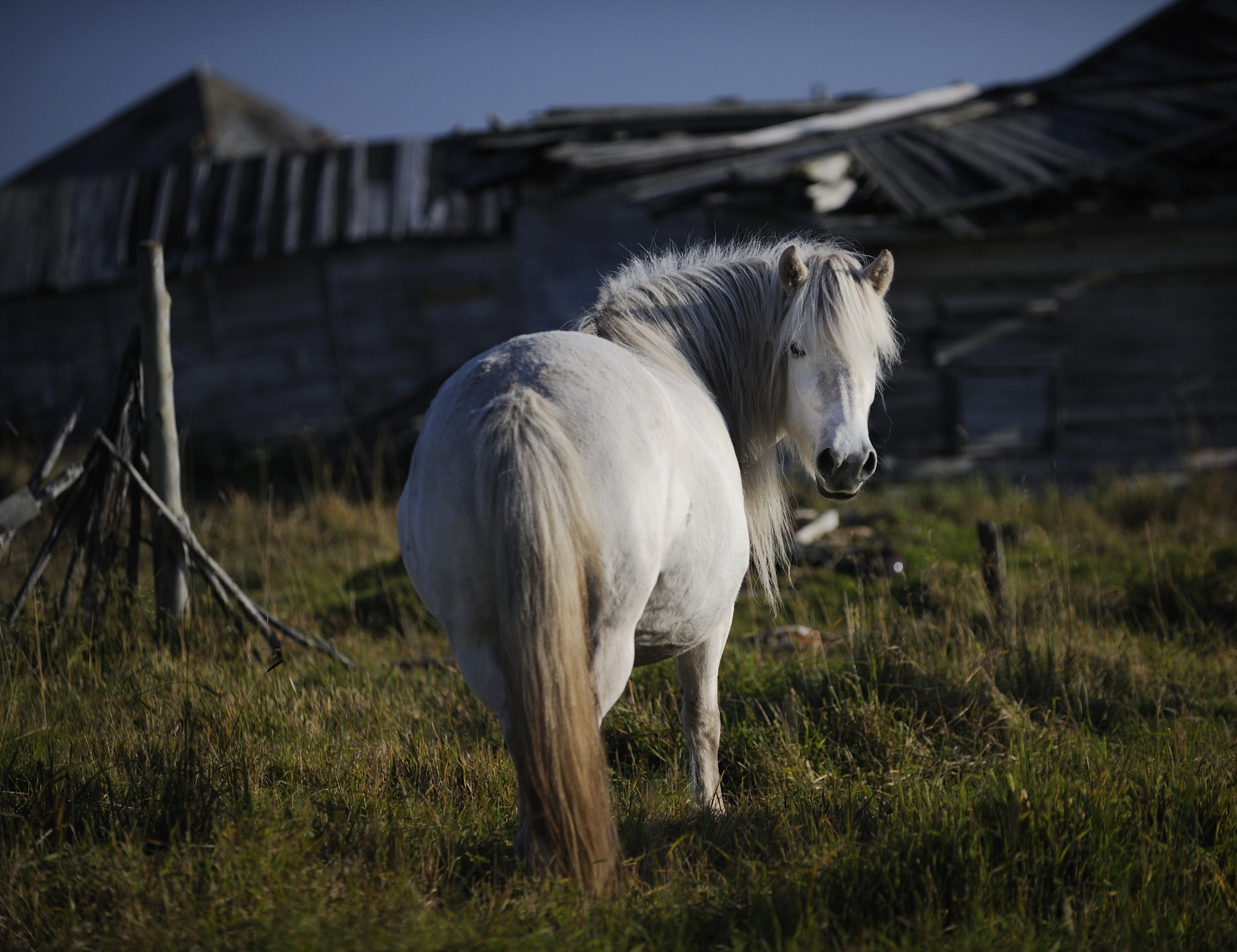Дикие якутские лошади