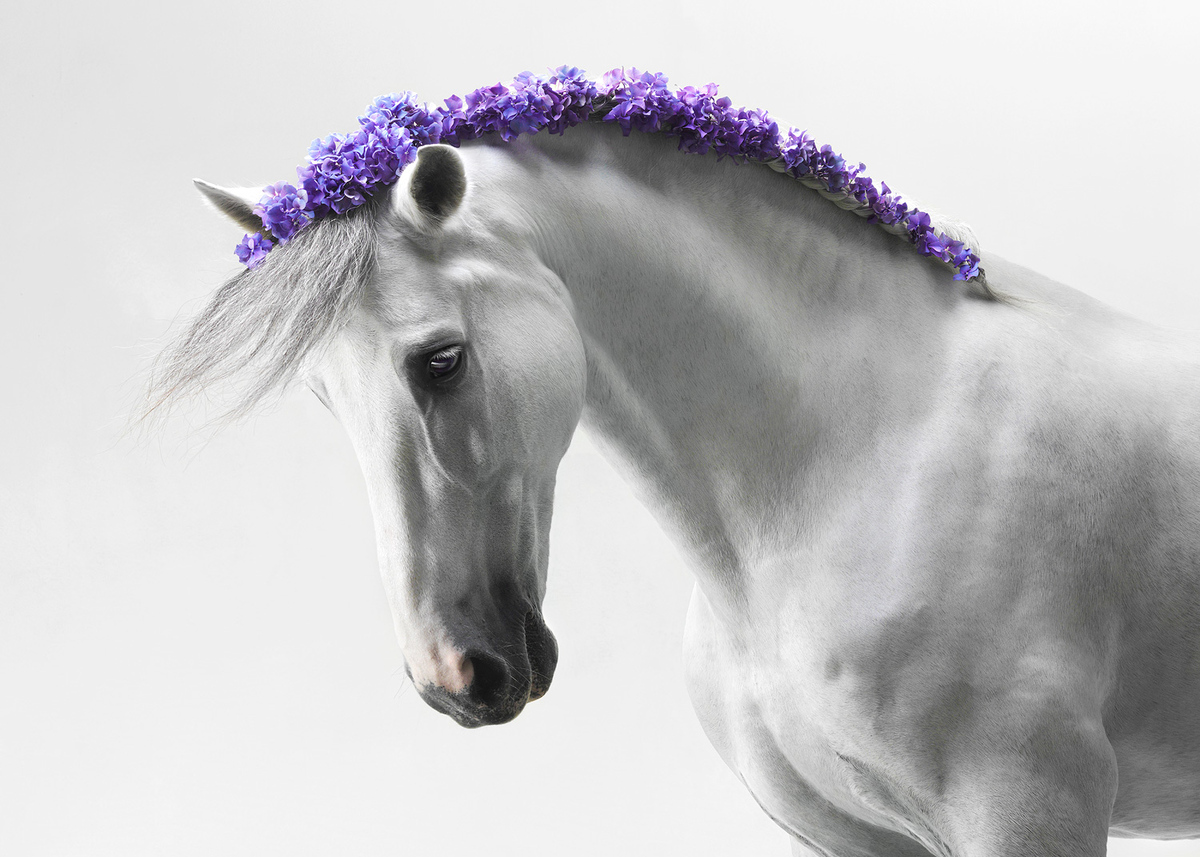Imagination / Лошади и цветы