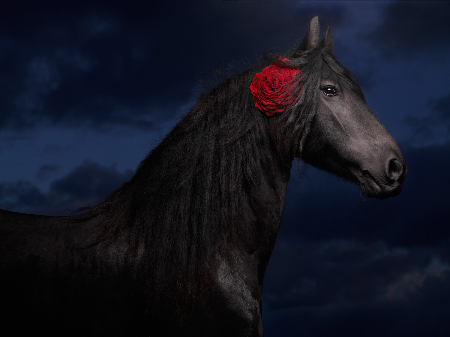 Imagination / Лошади и цветы