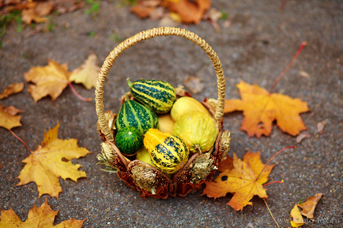 Идеи Фото Для Осенней Фотосессии На Природе