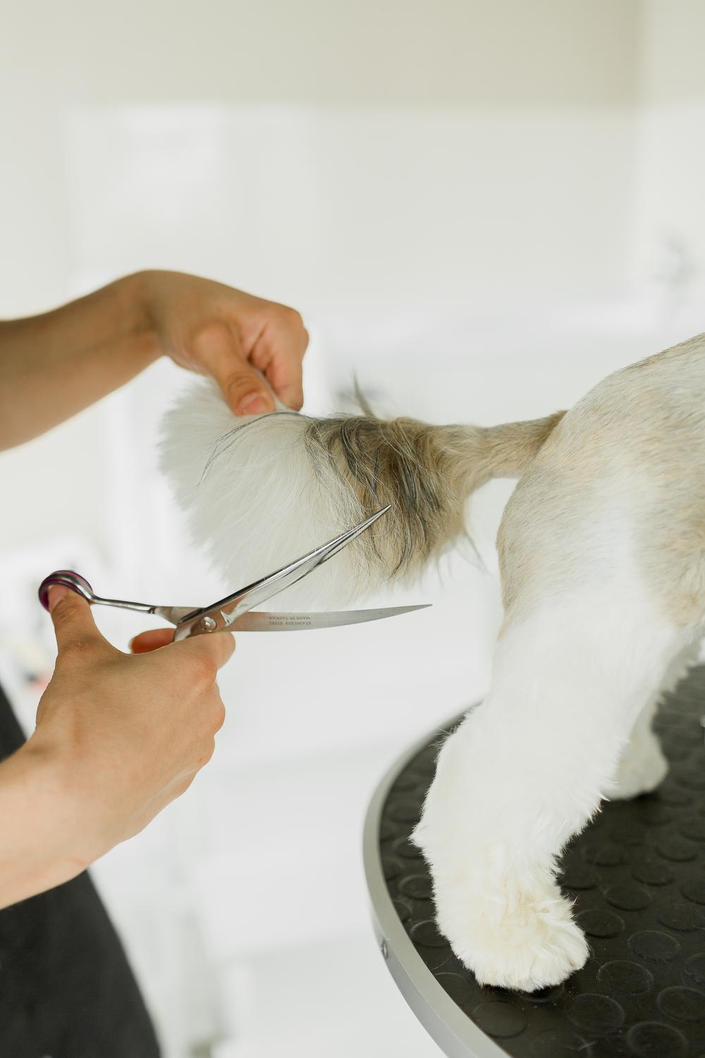 Pet`s grooming studio