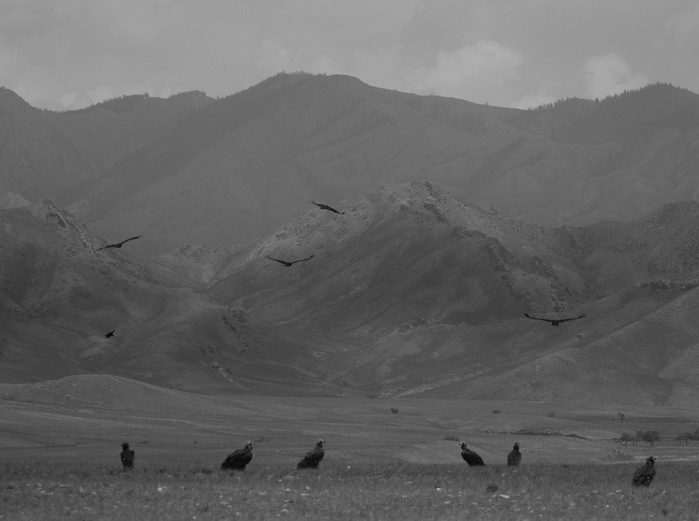 Mongolia: Black and White