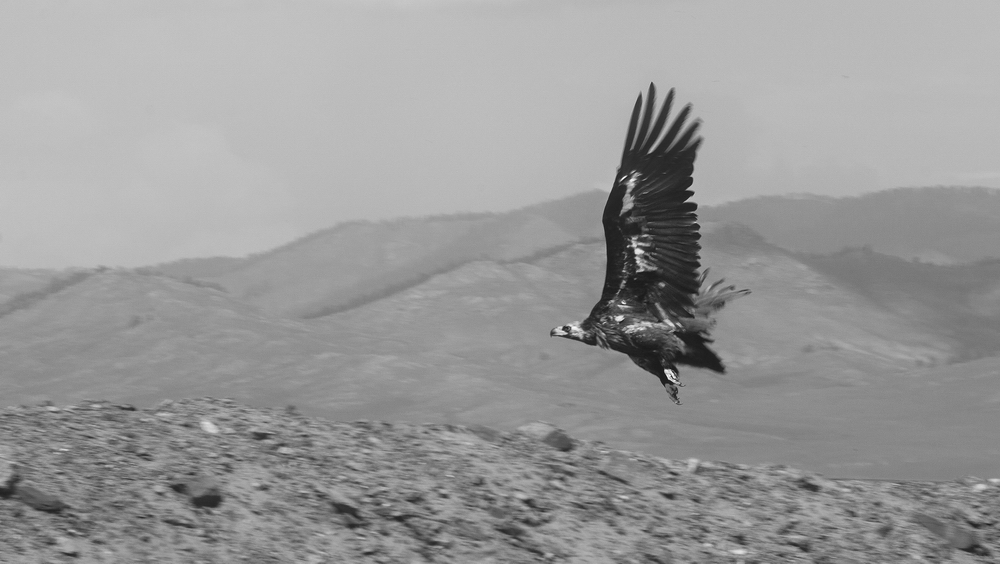 Mongolia: Black and White