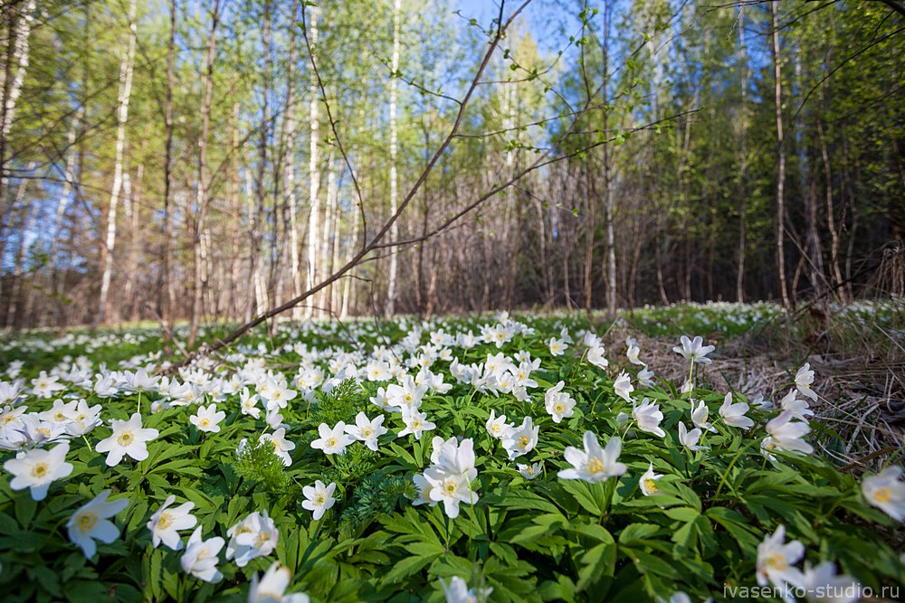 Весна,весенний лес, пролески