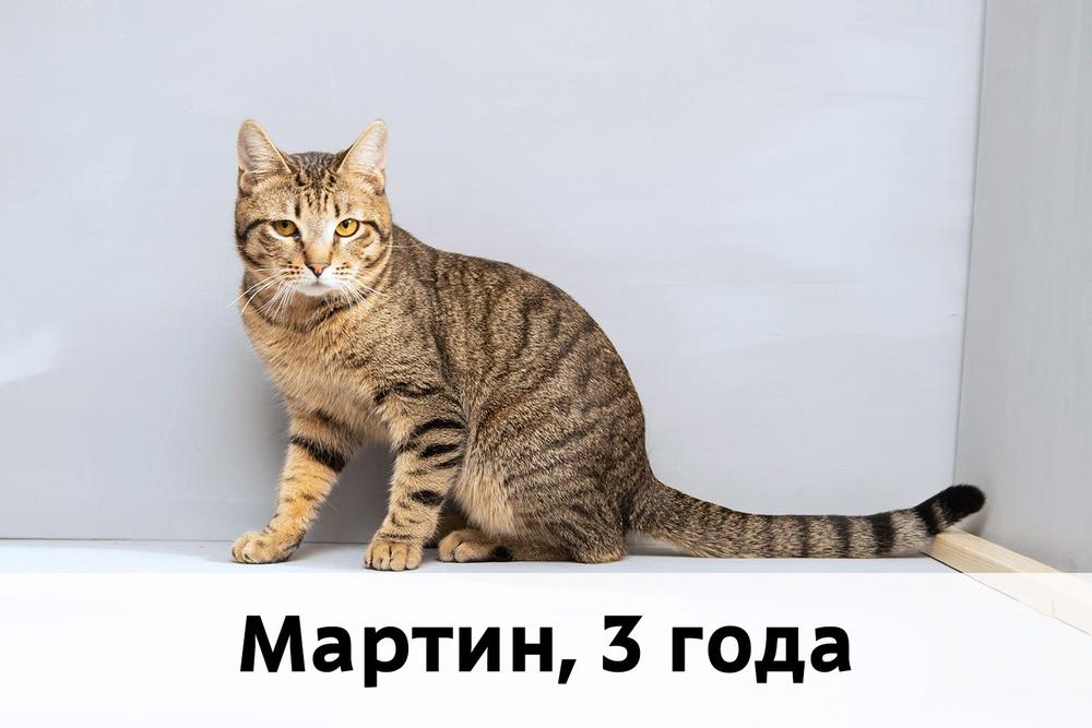 Коты участники МОСКВА