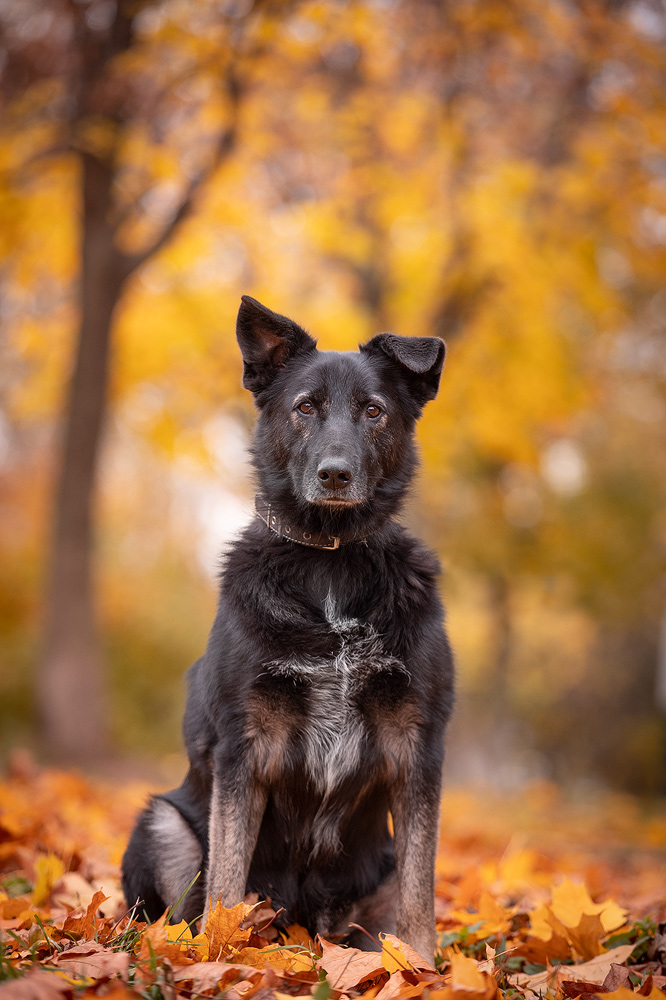 Лима