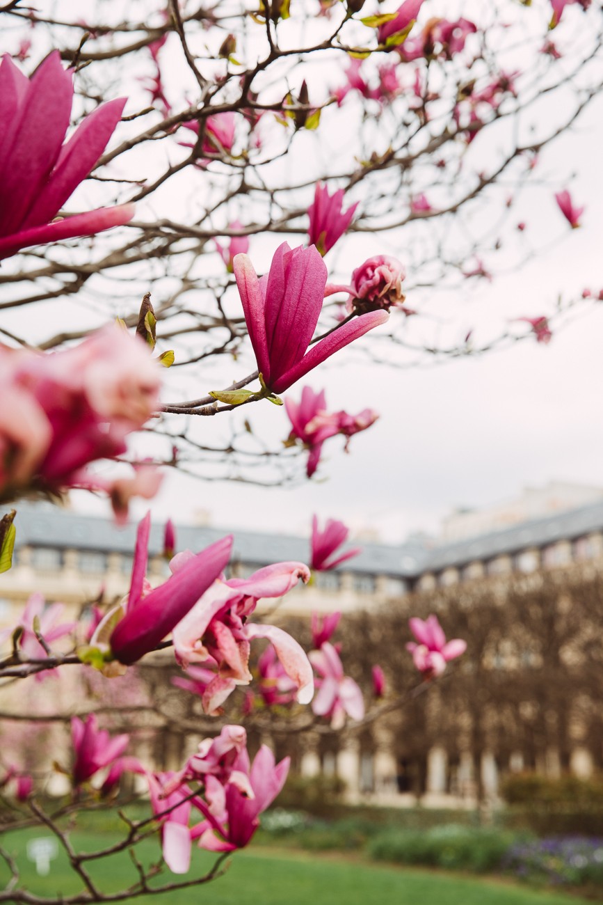 SPRING BLOSSOM 