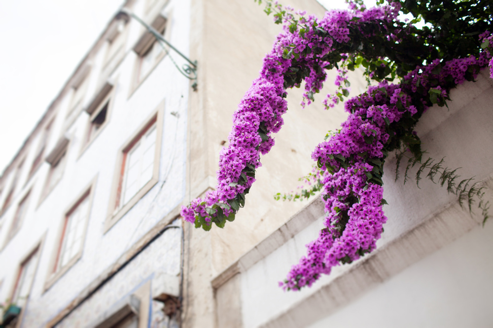 Lisbon, Portugal, Katya&Kolya