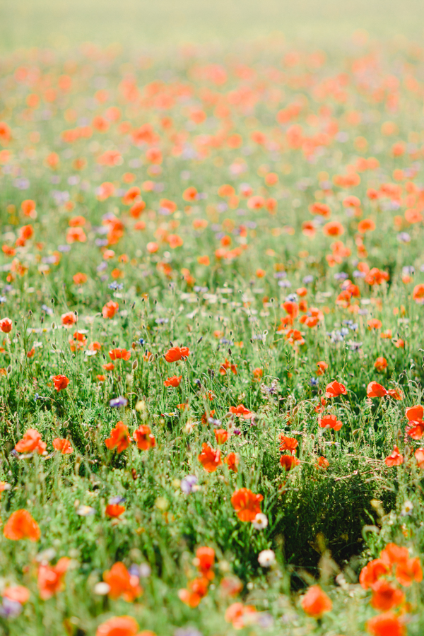 The Flowering of Castelluccio di Norcia Film