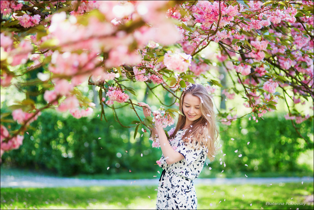 Cherry blossom in Sceaux