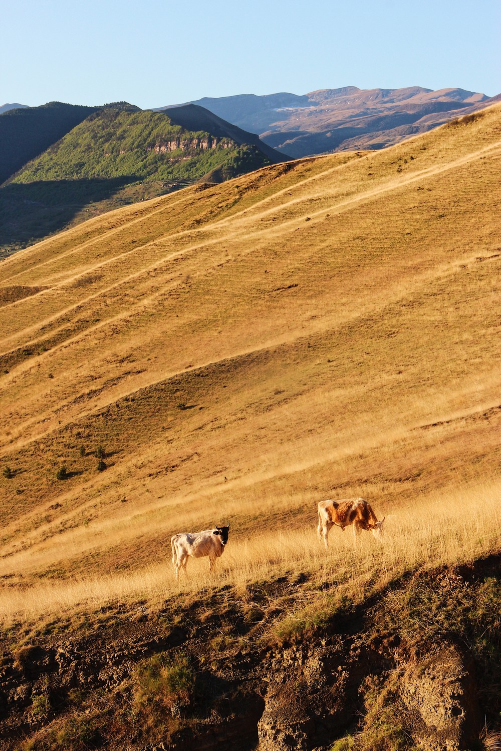 DAGESTAN