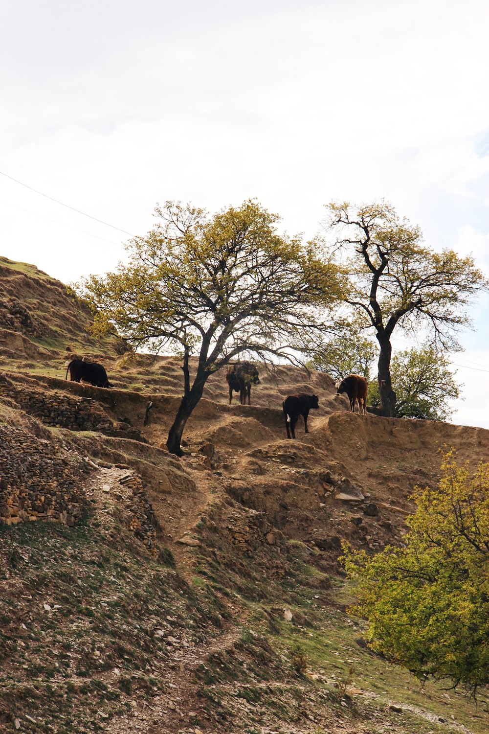 DAGESTAN