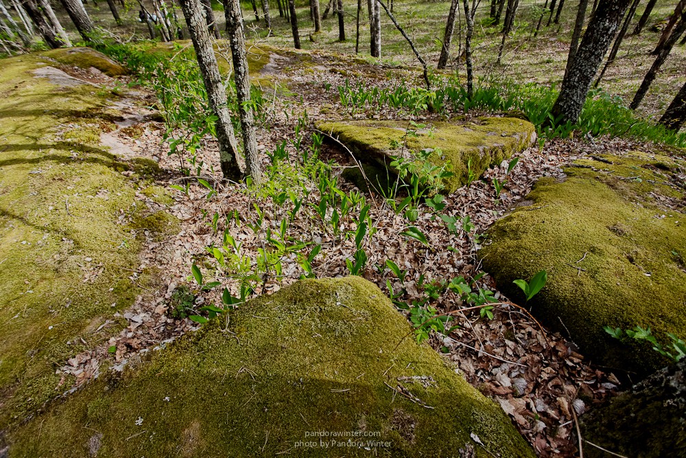 Каменное Село 2015