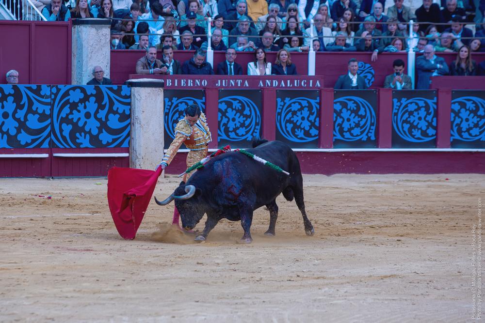 Corrida Picassiana @ Málaga, 19-04-2025