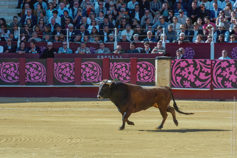 Corrida Picassiana @ Málaga, 19-04-2025