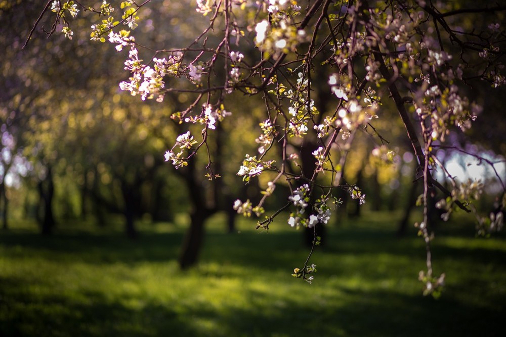Про цветущие яблони, муми-домик, ваниль и пачули.