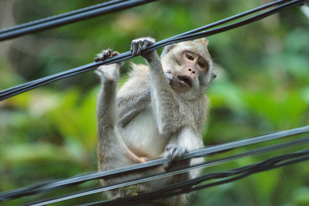 KO CHANG