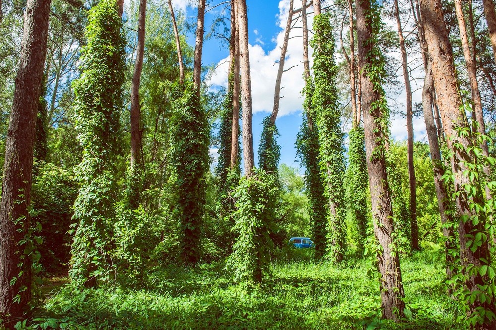 Getmanskiy park, Velika-Pisarevka