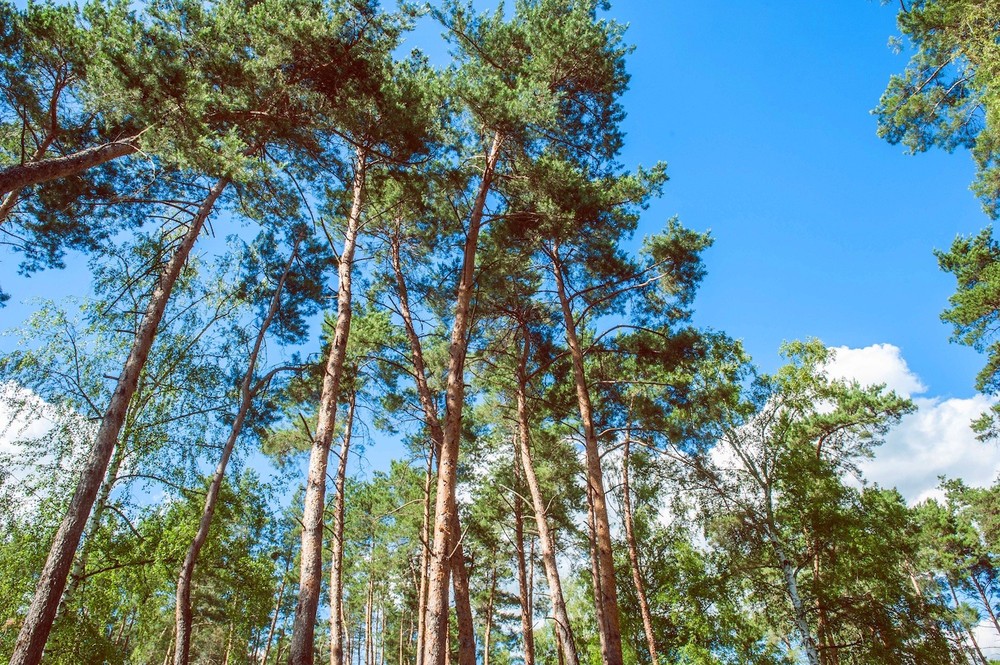 Getmanskiy park, Velika-Pisarevka