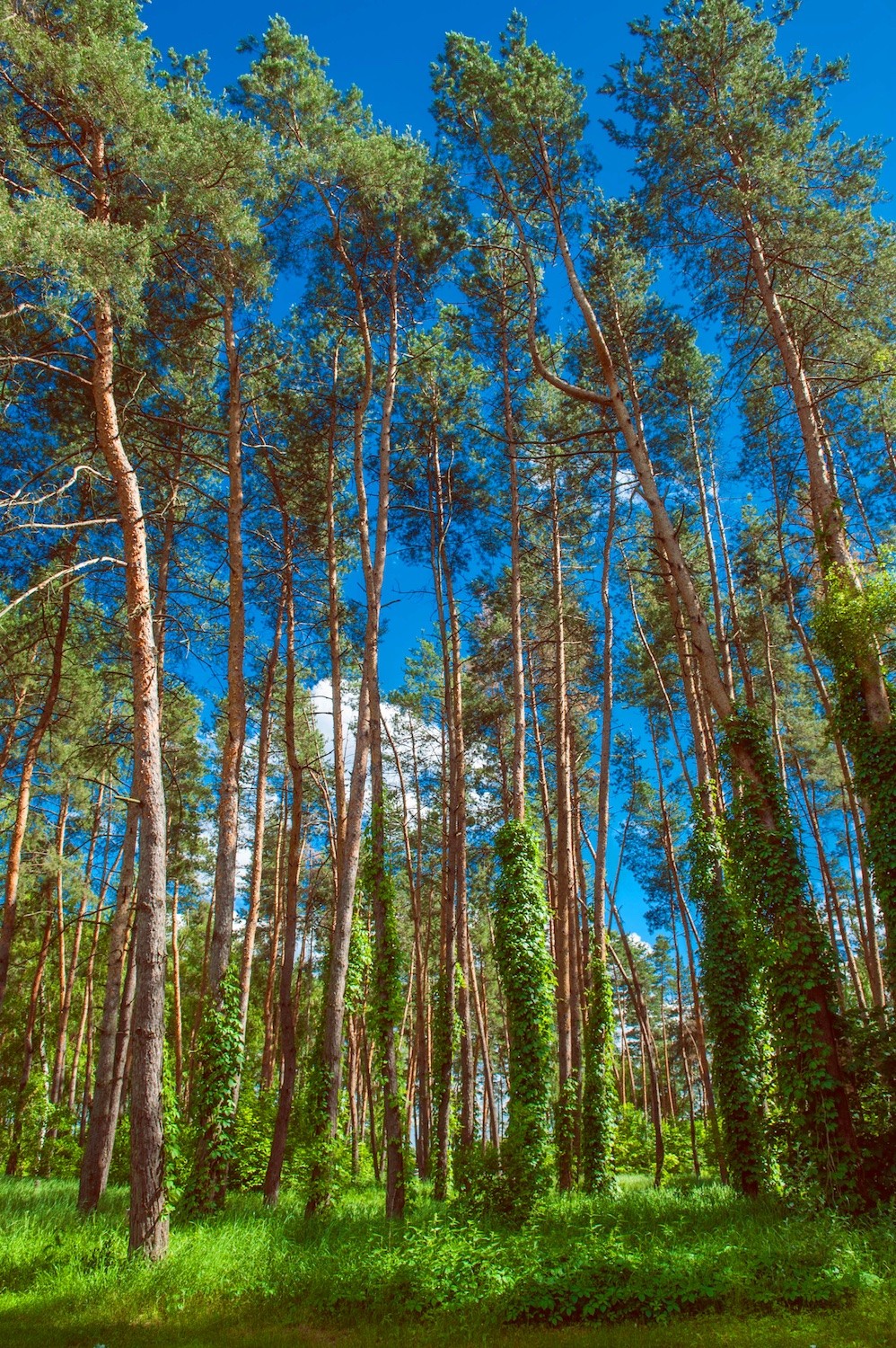 Getmanskiy park, Velika-Pisarevka