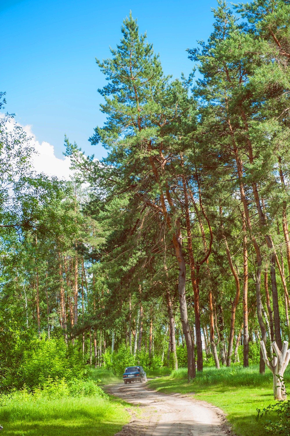 Getmanskiy park, Velika-Pisarevka