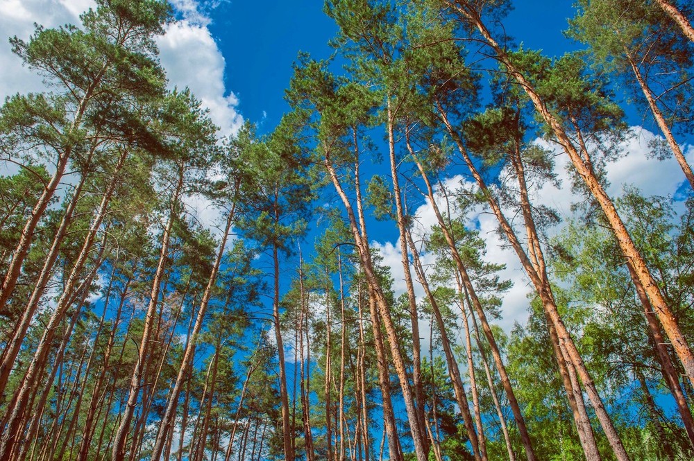 Getmanskiy park, Velika-Pisarevka