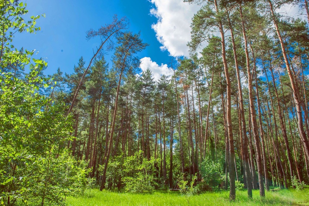 Getmanskiy park, Velika-Pisarevka