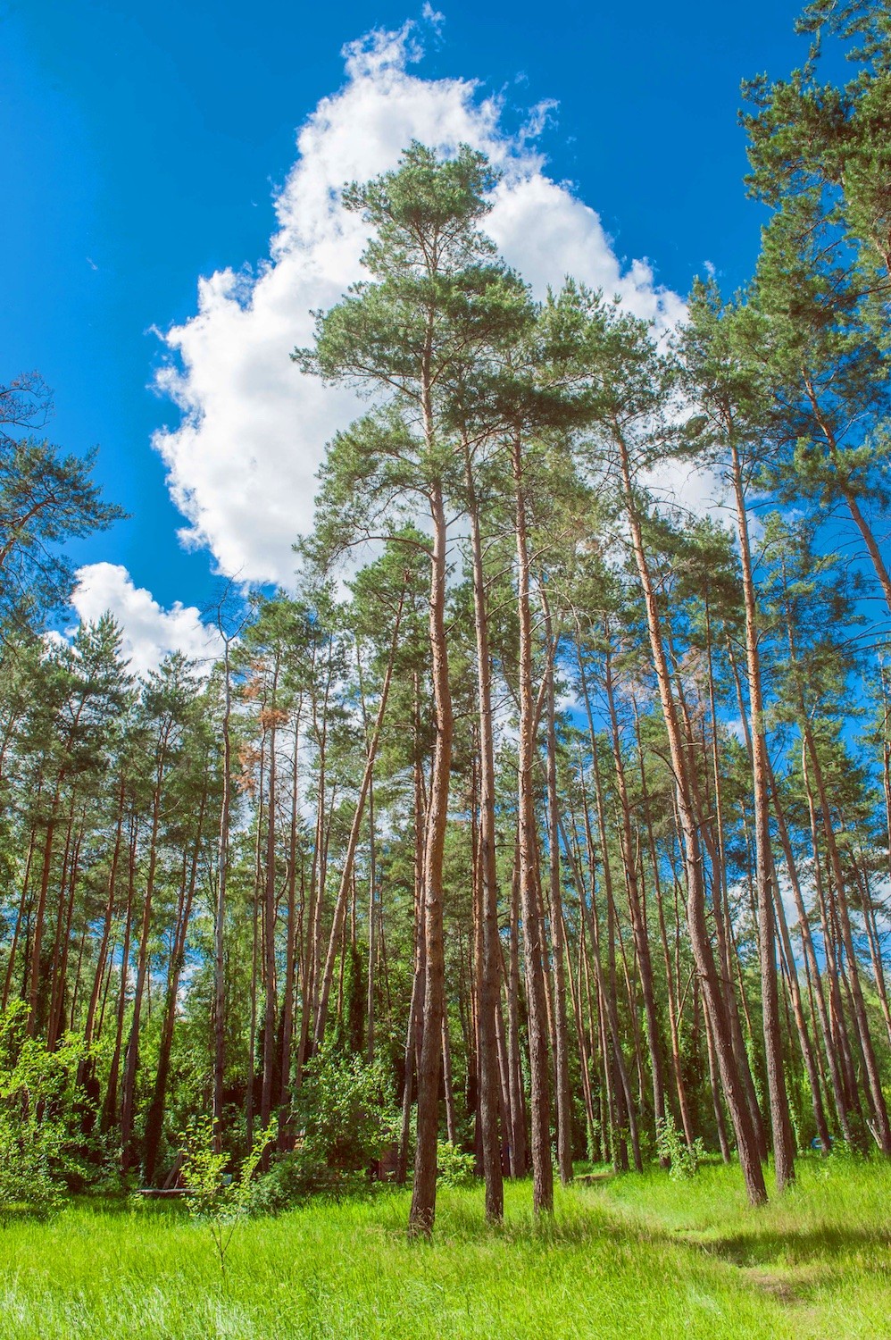 Getmanskiy park, Velika-Pisarevka